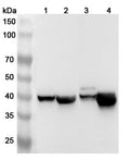 Western blot analysis was performed using anti-CKMT2 polyclonal antibody at 1ug/mL on various samples.
Lane 1: Mouse heart lysate
Lane 2: Mouse skeletal muscle lysate
Lane 3: Rat heart lysate
Lane 4: Rat skeletal muscle lysate