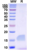 SDS-PAGE for Anti-Human LAG3 Nanobody (SAA2195)