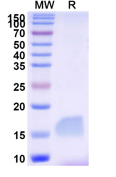 SDS-PAGE for Anti-Human LAG3 Nanobody (SAA2195)