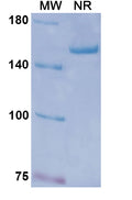 Anti-Human LAG-3 Reference Antibody (Favezelimab) – Figure 1 of 1
