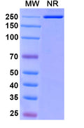 Anti-Human LAG-3 Reference Antibody (Encelimab) – Figure 1 of 1
