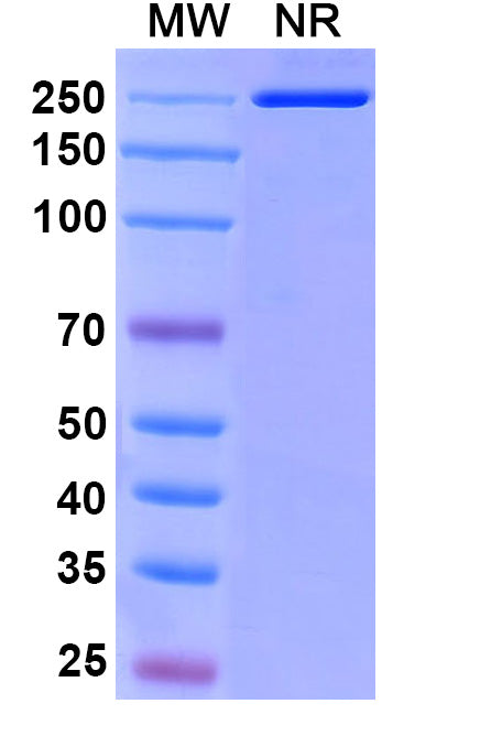 Anti-Human LAG-3 Reference Antibody (Encelimab) – Figure 1 of 1