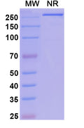 Anti-Human LAG-3 Reference Antibody (Fianlimab) – Figure 1 of 1