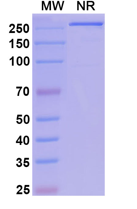 Anti-Human LAG-3 Reference Antibody (Fianlimab) – Figure 1 of 1