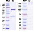Anti-Human CD223/LAG3 Reference Antibody (IMP761) – Figure 1 of 1