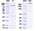 Research Grade Cugrastomig – Figure 1 of 3