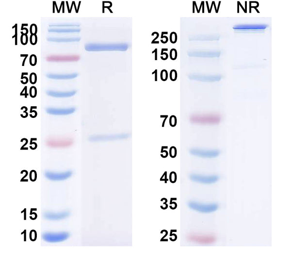 Research Grade Cugrastomig – Figure 1 of 3