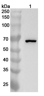 Western blot analysis was performed using anti-BRAF  polyclonal antibody at 1ug/mL on various samples.
Lane 1: K562 cell lysate