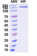 SDS-PAGE for Anti-Human BRAF/B-Raf (V600E) Antibody (SAA2181)