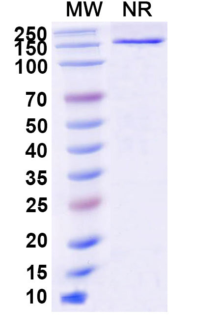 SDS-PAGE for Anti-Human BRAF/B-Raf (V600E) Antibody (SAA2181)
