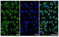 Hela cells were fixed with 4% paraformaldehyde for 20 minutes, followed by blocking with 5% goat serum for 1 hour. The cells were then incubated with a primary antibody targeting IDE (HB619014) at a concentration of 12.6 ug/ml overnight at 4°C. Afterward, the cells were incubated with a secondary antibody, Goat Anti-Rabbit IgG (Alexa Fluor-488) for 50 minutes at room temperature. The localization of IDE was visualized (shown in green), and nuclear DNA was stained with DAPI (shown in blue).