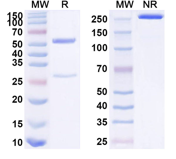 SDS-PAGE for Anti-Human ALOX12 Antibody (SAA1590)