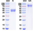 Research Grade Efprezimod alfa – Figure 1 of 1