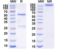 SDS-PAGE for Anti-Human CD24 Antibody (SAA2212)