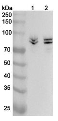 Western blot analysis was performed using anti-SYN1 polyclonal antibody at 1ug/mL on various samples.
Lane 1: Mouse brain lysate
Lane 2: Mouse cerebellum lysate