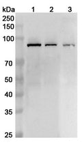 Western blot analysis was performed using anti-XRCC1 polyclonal antibody at 1ug/mL on various samples.
Lane 1: Jurkat cell lysate
Lane 2: K562 cell lysate
Lane 3: Mouse testis lysate