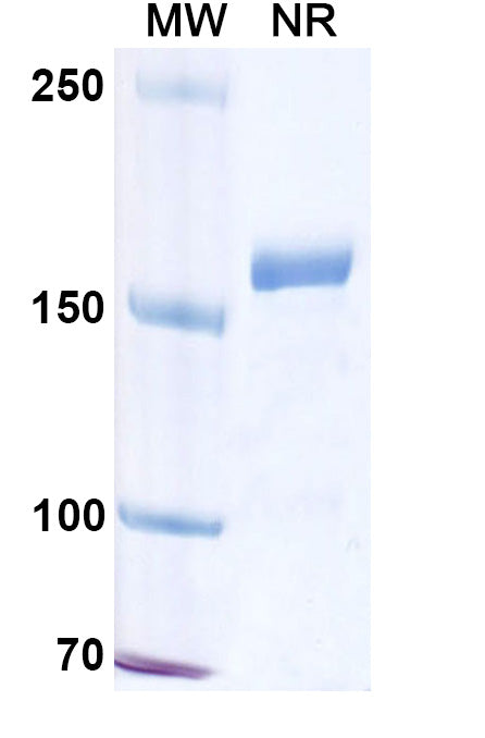 Anti-Human L-Selectin/CD62L Reference Antibody (Aselizumab) – Figure 1 of 1
