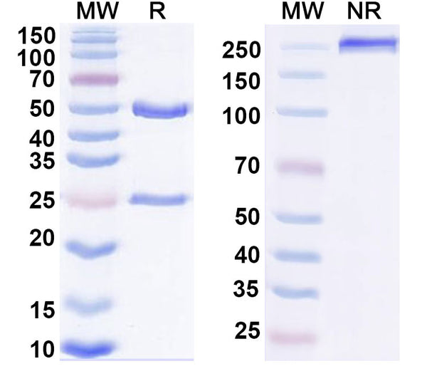 SDS-PAGE for Anti-Human CD13/ANPEP Antibody (WM-15)
