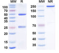 Anti-Human CTLA-4 Reference Antibody (Zalifrelimab) – Figure 1 of 1