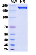 Anti-Human CTLA-4 Reference Antibody (Tremelimumab) – Figure 1 of 1