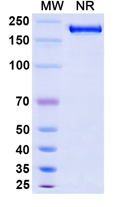 Anti-Human CTLA-4 Reference Antibody (Tremelimumab) – Figure 1 of 1