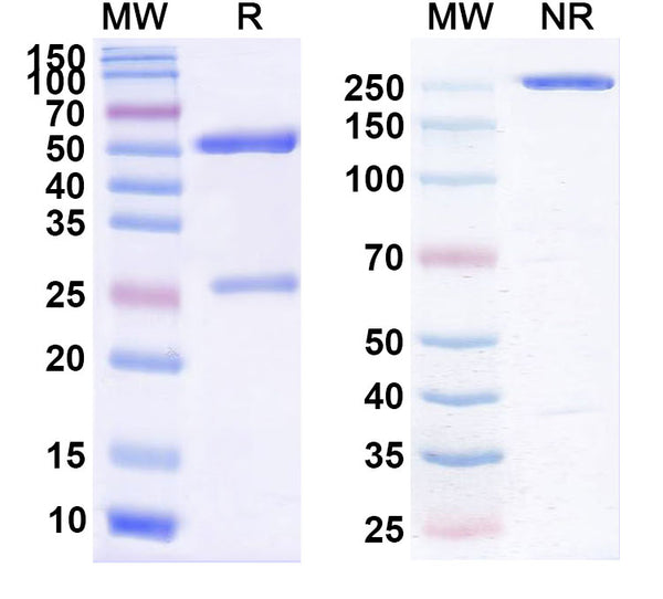 Anti-Human CTLA-4 Reference Antibody (Ticilimumab) – Figure 1 of 1