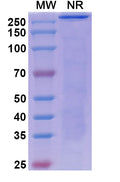 Anti-Human CTLA-4 Reference Antibody (Nurulimab) – Figure 1 of 1