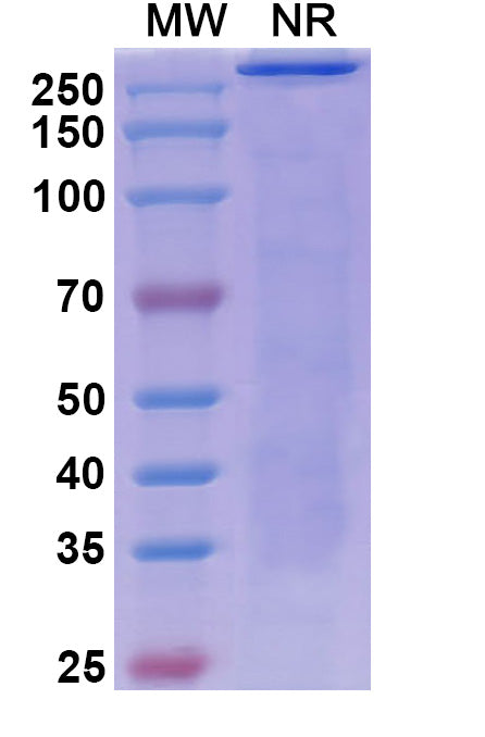 Anti-Human CTLA-4 Reference Antibody (Nurulimab) – Figure 1 of 1