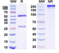 Anti-Human CD152/CTLA4 Reference Antibody (BMS-986288) – Figure 1 of 1