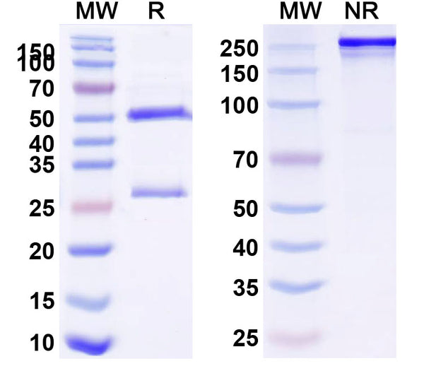 Anti-Human CD152/CTLA4 Reference Antibody (BMS-986288) – Figure 1 of 1