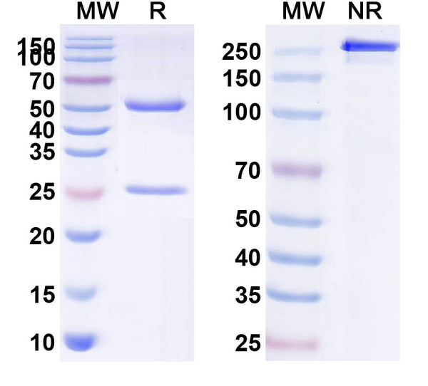 SDS-PAGE for Anti-Human CD152/CTLA4 Antibody (11.2.1)