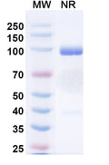 Anti-Human CD152/CTLA4 Reference Antibody (Porustobart) – Figure 1 of 3