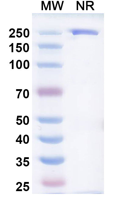 Anti-Human CTLA-4 Reference Antibody (Firastotug) – Figure 1 of 2