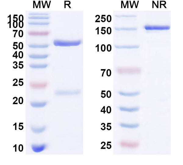 SDS-PAGE for Anti-Human CD152/CTLA4 Antibody (SAA0062)