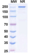 Anti-Human CTLA-4 Reference Antibody (Tazlestobart)