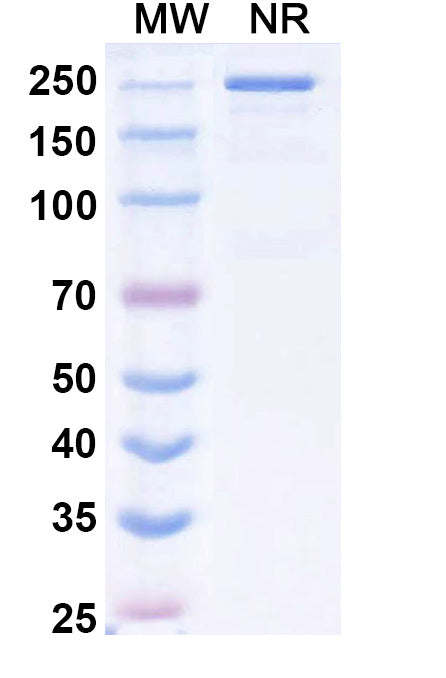 Anti-Human CTLA-4 Reference Antibody (Tazlestobart)