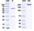 Anti-Human CTLA-4 Reference Antibody (Sovipostobart Beta) – Figure 1 of 1