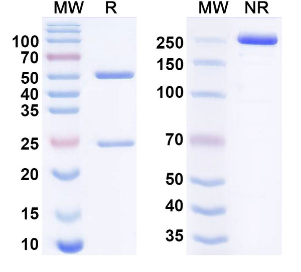 Anti-Human CTLA-4 Reference Antibody (Sovipostobart Beta) – Figure 1 of 1
