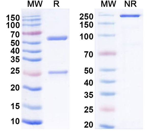SDS-PAGE for Anti-Human CD152/CTLA4 Antibody (HL32)