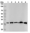 Western blot analysis was performed using anti-YWHAQ  polyclonal antibody at 1ug/mL  on various samples.
Lane 1: NIH3T3 cell lysate
Lane 2: Jurkat cell lysate
Lane 3: A549 cell lysate
Lane 4: 293T cell lysate
Lane 5: Mouse brain lysate
Lane 6: Rat brain lysate