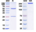 SDS-PAGE for Anti-Human AZU1/CAP37/HBP Monoclonal Antibody (1A331)