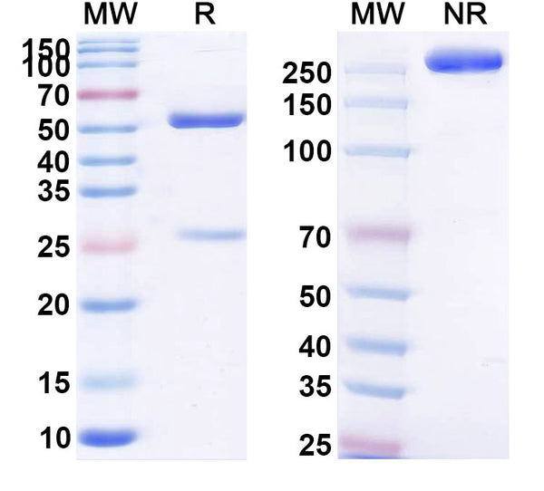 SDS-PAGE for Anti-Human AZU1/CAP37/HBP Monoclonal Antibody (1A332)