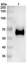 Anti-Human FGFR3 Reference Antibody (Vofatamab) – Figure 1 of 3