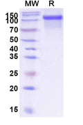 Recombinant Human CD333/FGFR3 Protein, C-Fc