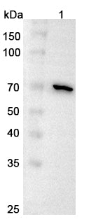 Western blot analysis was performed using anti-COL8A1 polyclonal antibody at 1μg/ml on various samples.
Lane 1: HepG2 cell lysate