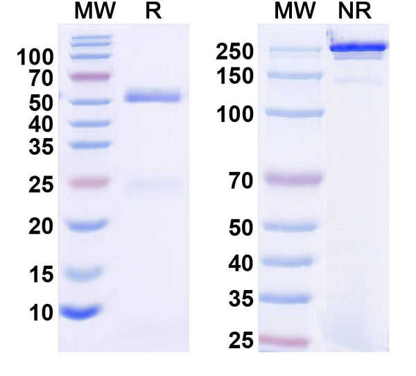 SDS-PAGE for InVivoMAb Anti-Human CD132/IL2RG (Iv0107).