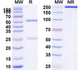 Anti-Human CD132/IL2RG Reference Antibody (REGN7257) – Figure 1 of 2