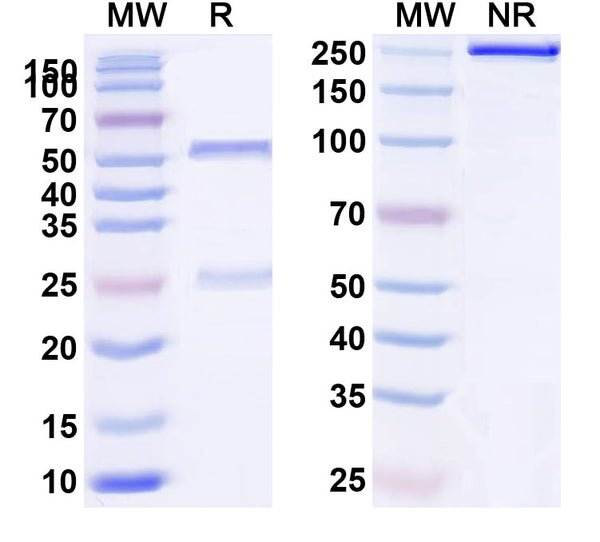 Anti-Human CD132/IL2RG Reference Antibody (REGN7257) – Figure 1 of 2