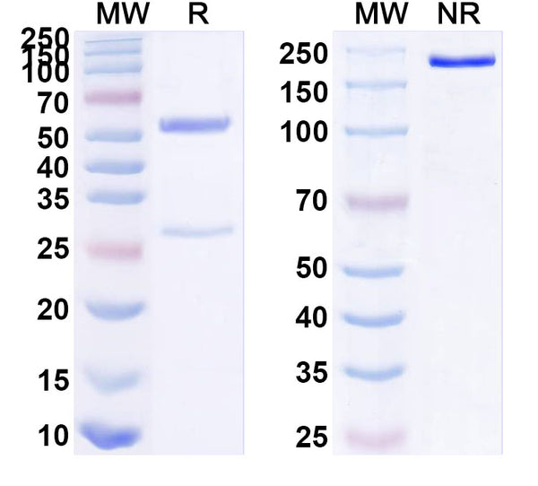 SDS-PAGE for InVivoMAb Anti-Human CD99 Antibody (10A1)