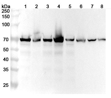 Western blot analysis was performed using anti-LCP1 polyclonal antibody at 1ug/mL  on various samples.
Lane 1: Jurkat cell lysate
Lane 2: K562 cell lysate
Lane 3: THP-1 cell lysate
Lane 4: HL-60 cell lysate
Lane 5: Raji cell lysate
Lane 6: RAW264.7 cell lysate
Lane 7: Mouse spleen lysate
Lane 8: Rat spleen lysate